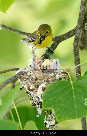 Yellow throated Vireo am Nest in vertikalen Tulpenbaum Stockfoto