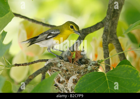 Yellow throated Vireo am Nest in Tulpenbaum Stockfoto