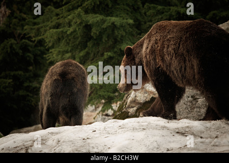 Grizzly Bären vom Grouse Mountain Refugium in North Vancouver Kanada Stockfoto