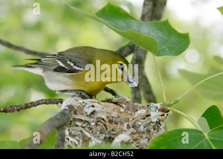 Yellow throated Vireo am Nest in Tulpenbaum Stockfoto