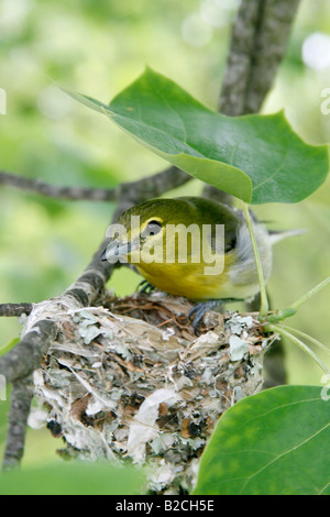 Yellow throated Vireo am Nest in vertikalen Tulpenbaum Stockfoto