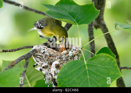 Yellow throated Vireo Fütterung eingebettet Stockfoto