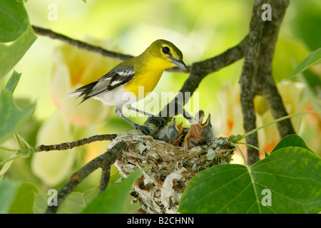 Yellow throated Vireo am Nest in Tulpenbaum Stockfoto