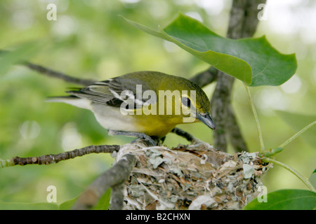 Yellow throated Vireo am Nest in Tulpenbaum Stockfoto