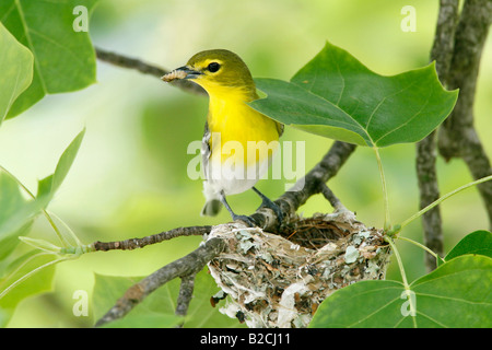 Yellow throated Vireo am Nest in Tulpenbaum Stockfoto