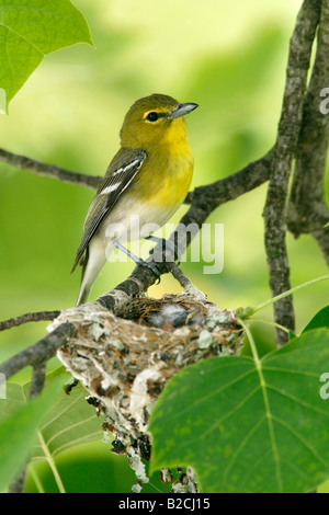 Yellow throated Vireo am Nest in vertikalen Tulpenbaum Stockfoto