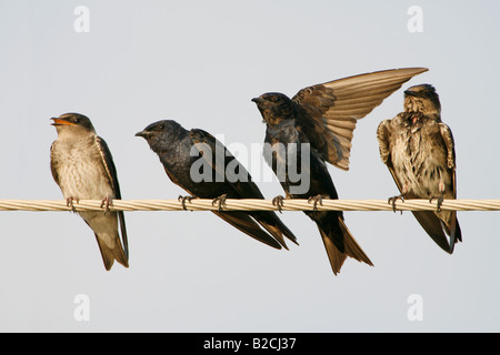 Purpurrotes Martins auf Dienstprogramm Draht Stockfoto