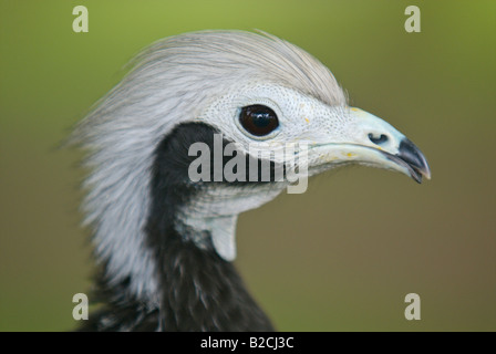 Gray's Piping guan, Pantanal, Brasilien. Stockfoto