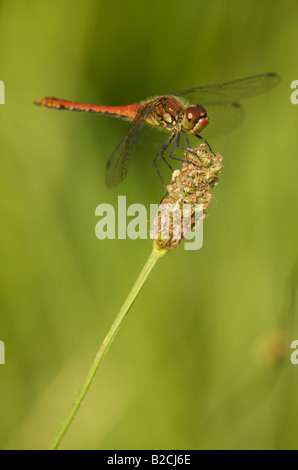 Ruddy Darter auf Wegerich Stockfoto