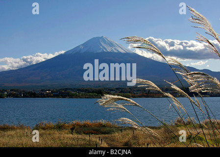 Mt. Fuji Ansicht von Kawaguchiko See japanisches Pampagras Vordergrund Yamanashi Japan Stockfoto