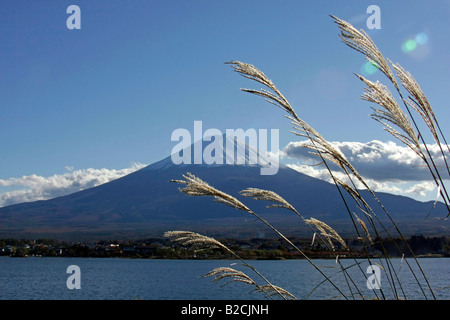 Mt. Fuji Ansicht von Kawaguchiko See japanisches Pampagras Vordergrund Yamanashi Japan Stockfoto