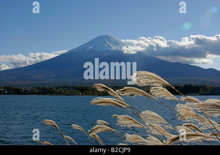 Mt. Fuji Ansicht von Kawaguchiko See japanisches Pampagras Vordergrund Yamanashi Japan Stockfoto