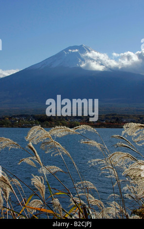 Mt. Fuji Ansicht von Kawaguchiko See japanisches Pampagras Vordergrund Yamanashi Japan Stockfoto