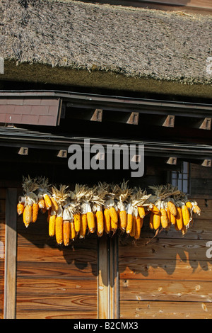 Ernte-Hühneraugen hängen, ein traditionelles Haus Oshino Hakkai Yamanashi Japan Stockfoto