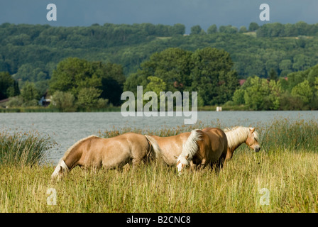 Haflinger-Herde Stockfoto