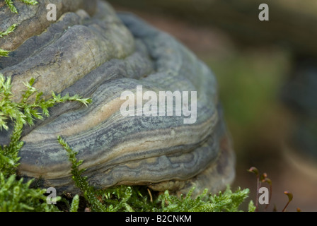 baumpilz Stockfoto