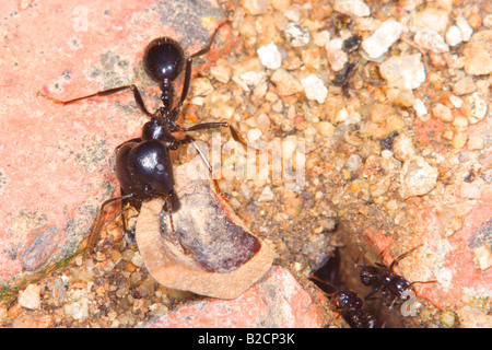 Europäische Erntemaschinen Ant, Messor barbarus. Durchführung Holz zu reinigen Ameisenhaufen Stockfoto