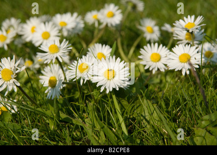 Kleine Fliege auf Gänseblümchen in einem Garten Rasen Stockfoto