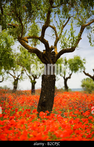 Poppyfield unter Mandelbäumen in der Nähe von Huesca in spanische Pyrenäen Stockfoto