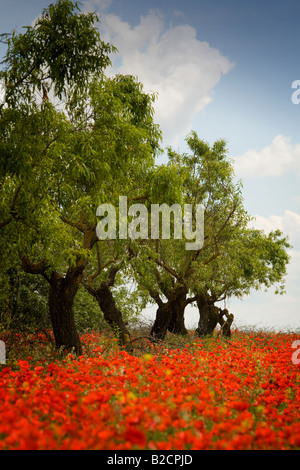 Poppyfield unter Mandelbäumen in der Nähe von Huesca in spanische Pyrenäen Stockfoto