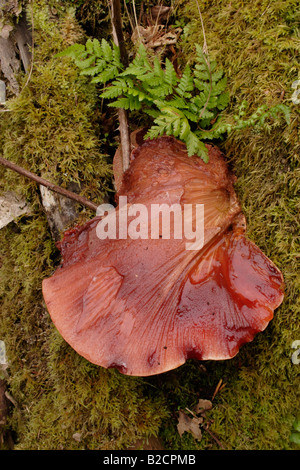 Beefsteak Pilz Fistulina Hepatica auf einer Eiche UK Stockfoto