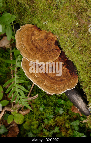 Errötende Halterung Pilze Daedaleopsis Confragosa auf Weide UK Stockfoto