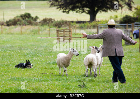 Schottische schaf Hund versuchen, Hirte Schafehüten, Sommer, Pastor, Vegetation, Border Collie, Bauernhof Umgang mit Schafen, Natur Tiere, Schottland, Großbritannien Stockfoto