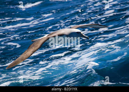 Salvin die Albatros oder Mollymawk, Südpolarmeer, Thalassarche Salvini, in der Nähe der Küste Neuseelands, Südpolarmeer. Stockfoto