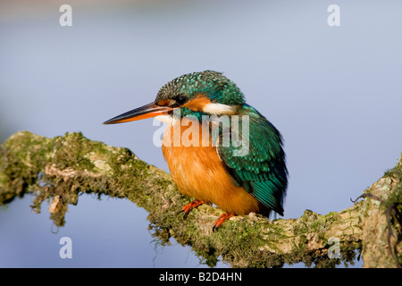 Eisvogel Alcedo atthis Stockfoto