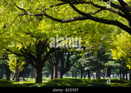 Japan, Tokyo, Geschäftsviertel Marunouchi, park Stockfoto