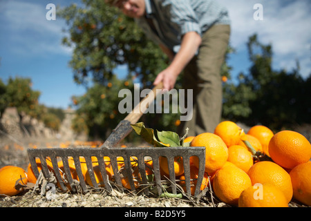 Landwirt Rechen Orangen auf Boden, Nahaufnahme, Oberfläche Sicht Stockfoto