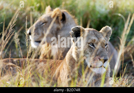 Zwei Löwen liegen in Grünland in der Masai Mara game Reserve in Kenia, Afrika Stockfoto