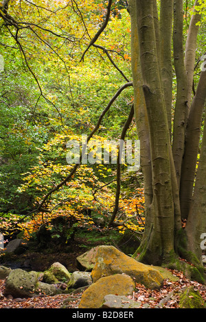 Garn Cliff Wood im Herbst bei Padley Schlucht in der Nähe von Grindleford im Peak District Stockfoto