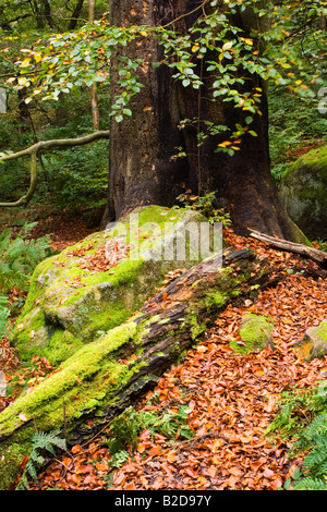 Garn Cliff Wood im Herbst bei Padley Schlucht in der Nähe von Grindleford im Peak District Stockfoto