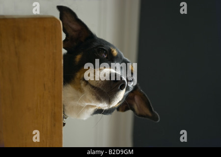 Macy den Jack Russell spähen nach unten auf mich aus einer Tabelle Stockfoto