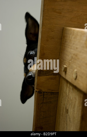 Macy den Jack Russell spähen nach unten auf mich aus einer Tabelle Stockfoto