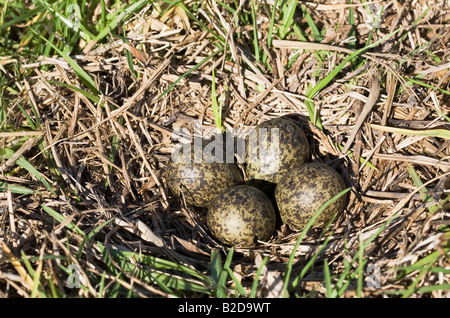 Nest und Eier von Spur geflügeltem Pfuffer, auch bekannt als maskierter Kiebitz, Vanellus Miles. Vier Eier im Nest Stockfoto