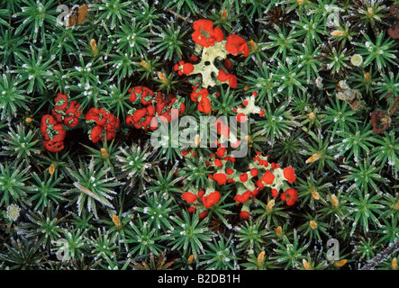 Roten britischen Soldaten Flechten und Moosen. Stockfoto
