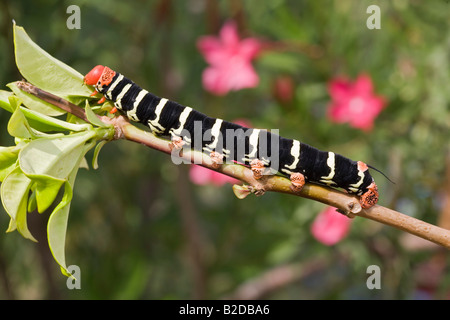 Tetrio Sphinx Moth Larven Pseudosphinx Tetrio Grenada Karibik AKA Giant grau Sphinx Frangipani Hornworm Stockfoto