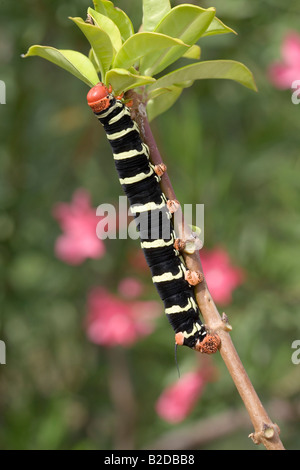 Tetrio Sphinx Moth Larven Pseudosphinx Tetrio Grenada Karibik AKA Giant grau Sphinx Frangipani Hornworm Stockfoto