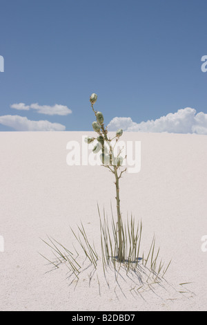 Eine kleine Soaptree Yucca (Yucca Elata) Pflanze in einer Sanddüne im White Sands National Monument begraben. Stockfoto
