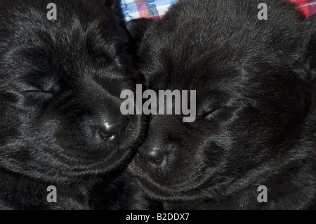 Schwarze Labrador Retriever Welpen auf einer Decke schlafen Stockfoto