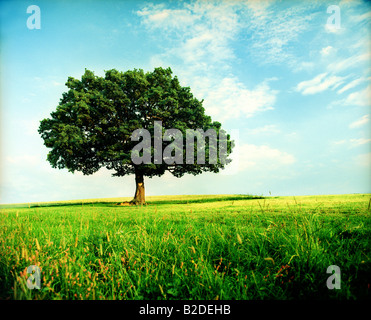Liebe Herz in Eiche geschnitzt Stockfoto