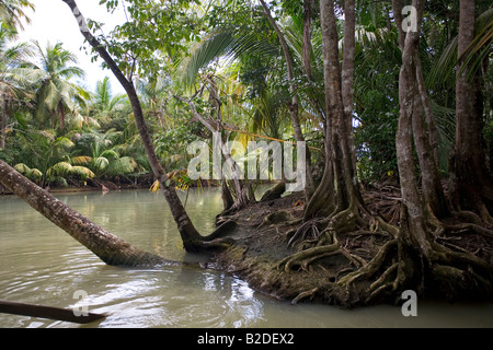 Sumpf Blut Bäume Pterocarpus Officinalis Indian River Dominica West Indies Stockfoto