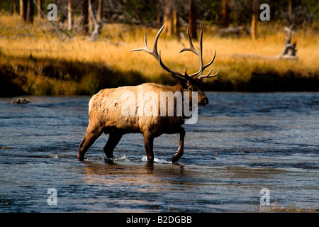 Bull Elk crossing Madison River im Yellowstone National Park Stockfoto
