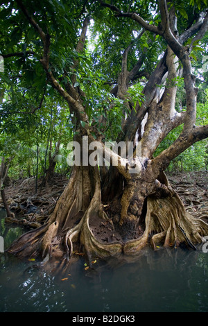 Sumpf Blut Baum Pterocarpus Officinalis Indian River Dominica West Indies Stockfoto