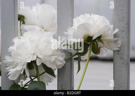 Ein Blick auf drei weiße Pfingstrose Blumen spähen durch einen Zaun in einen Garten. Stockfoto