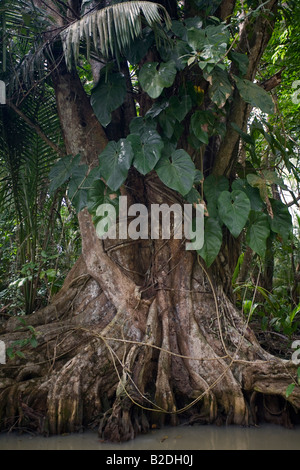 Sumpf Blut Baum Pterocarpus Officinalis Indian River Dominica West Indies Stockfoto