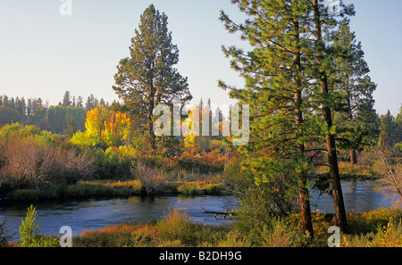 Aspen Bäume wiederum Gold unter hoch aufragenden Ponderosa Pinien entlang der Deschutes River Trail südlich von Bend Oregon im Herbst Stockfoto