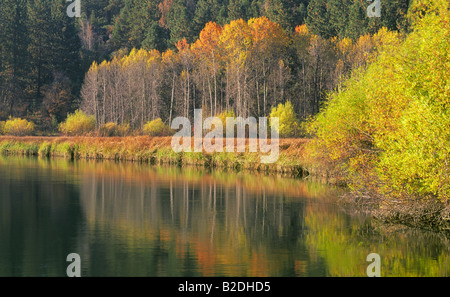 Aspen und Weiden Drehen gelb und rot entlang der Deschutes River Trail in der Nähe von Aspen Recreation Area in der Spitze des Herbstes Stockfoto